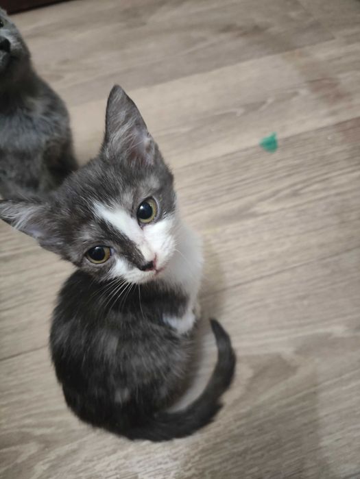 Отдадим в добрые руки котят