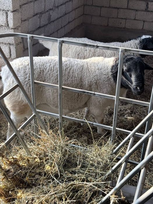 Допер  зотли куй