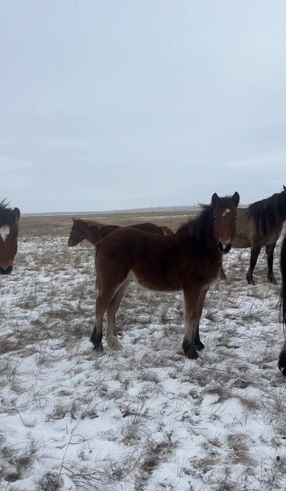 Жеребята тяжеловоз