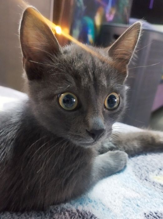 Котенок, 3 месяца, мальчик