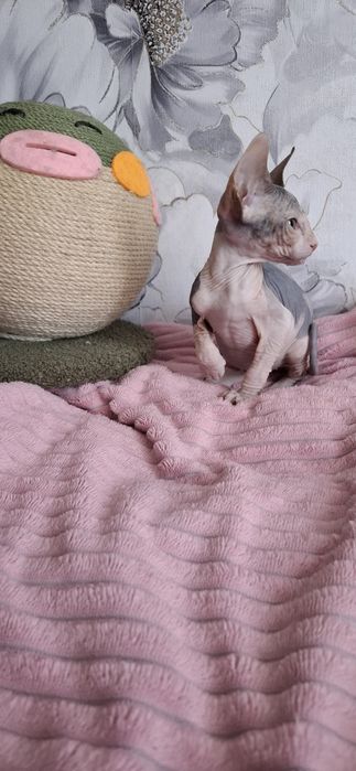 Донской сфинкс котята