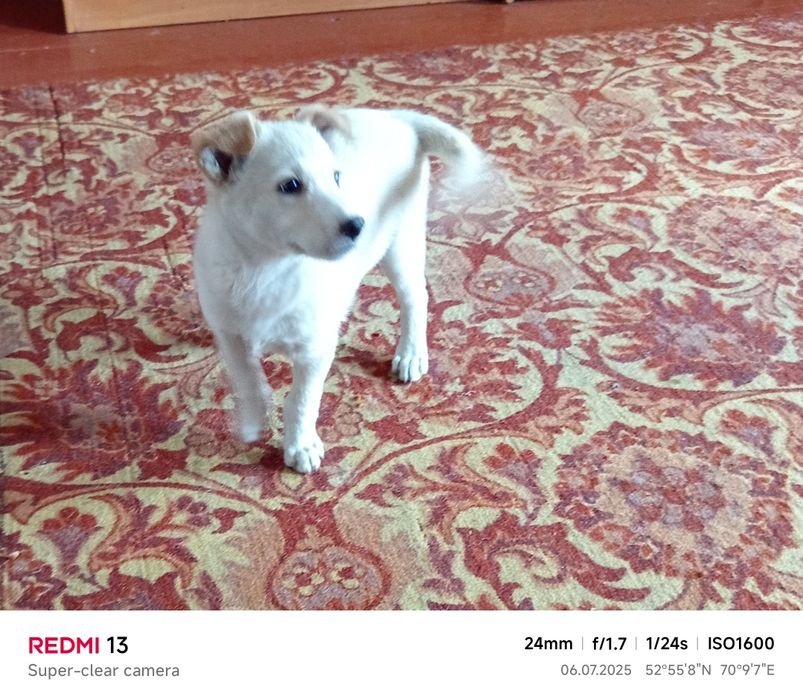 Отдаем щенка в добрые руки