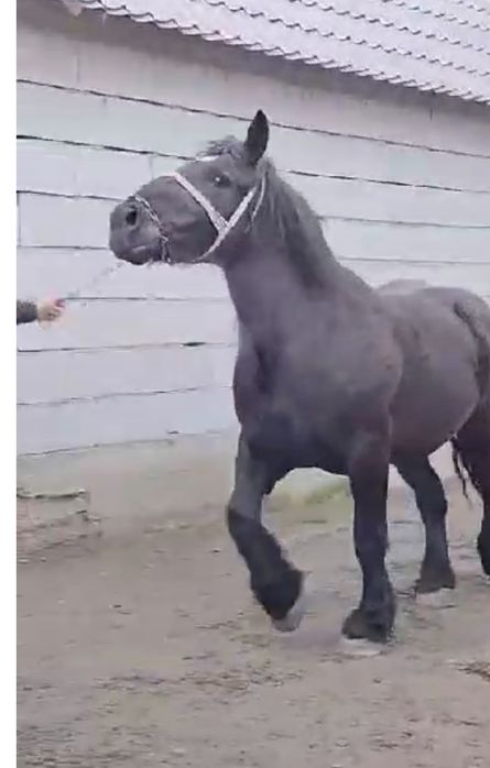 Este de vânzare 2 iepe de 4 ani si 5 ani maimulte detalii înprivat