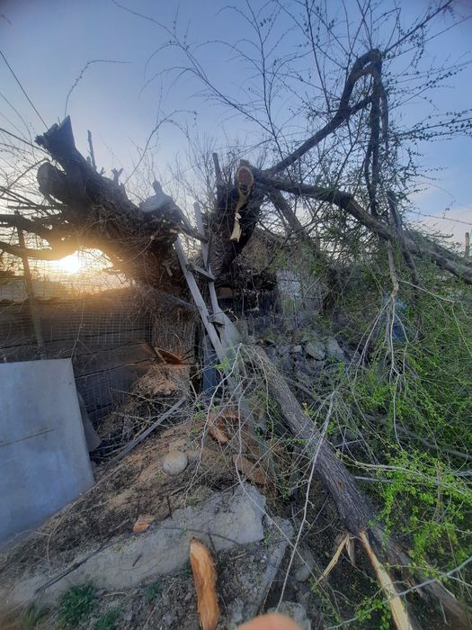 Пилим валим деревья