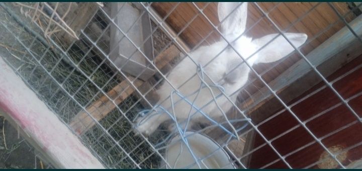 Продаётся кролики