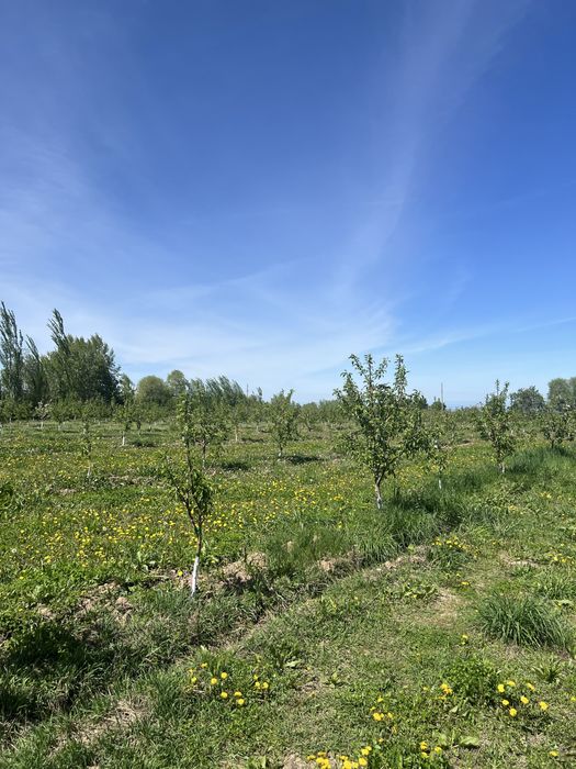 Продам яблоневый сад