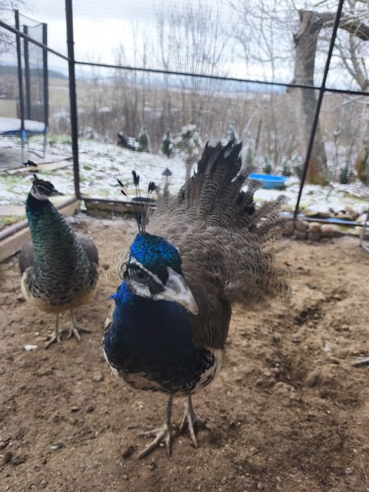 Пауни излюпени 2025