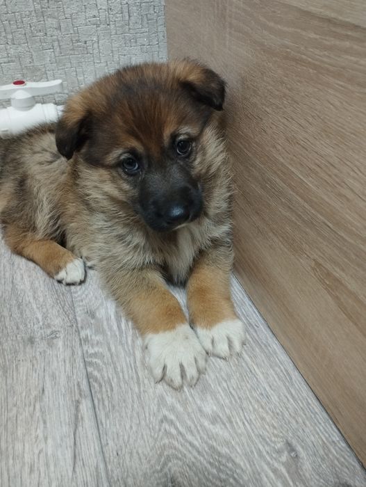 Отдам в хорошие руки щенок девочка