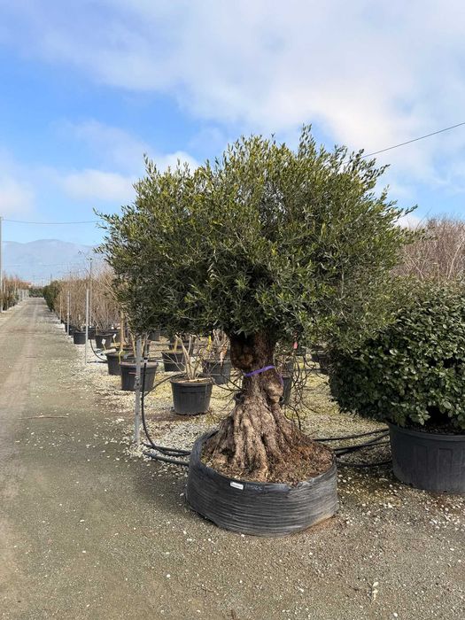 Plante Ornamentale Premium pentru Amenajări Exterioare de Impact