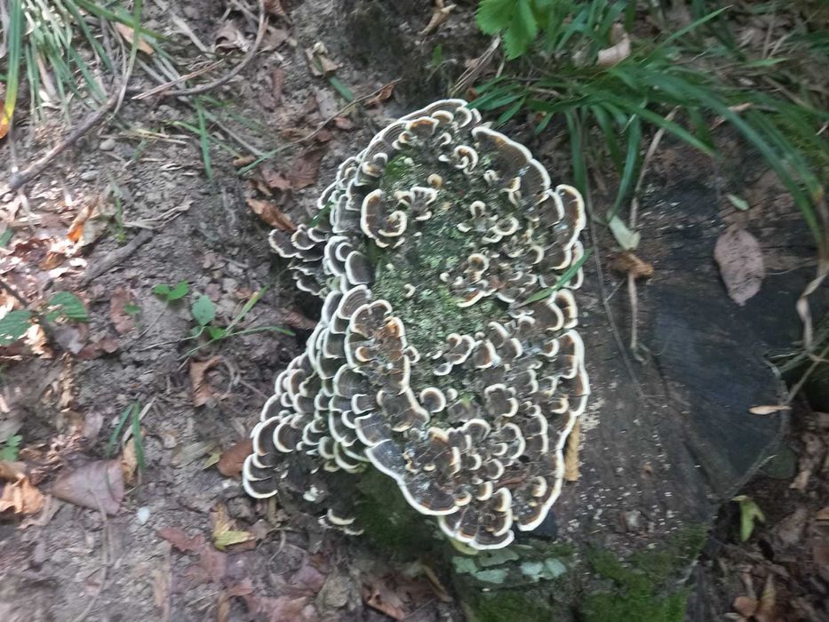 Ciuperci medicinale coada curcanului