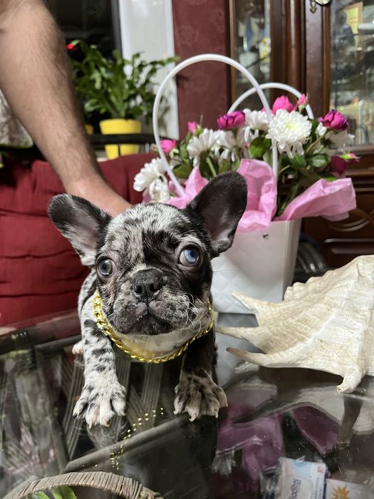 Эксклюзивные французики