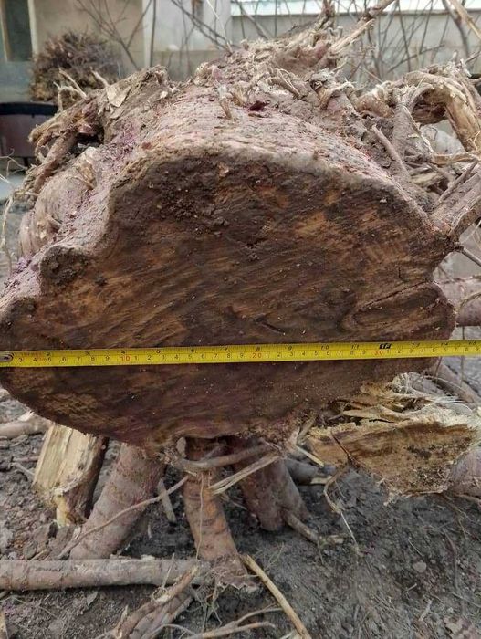 тут дарахти СОТИЛАДИ, мебельга ёки утинга,узунлиги 4 метр,диаметри36см