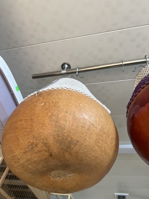 Qavoqlar sotiladi bedanaga