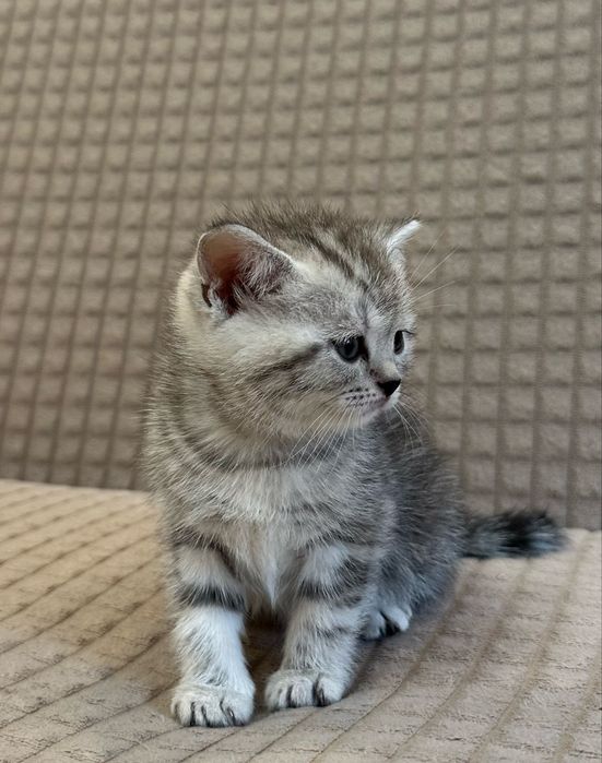 Шотландский котенок