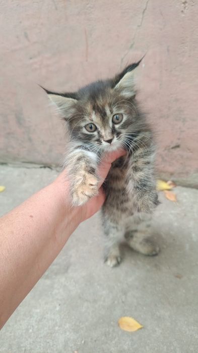 Отдам в добрые руки