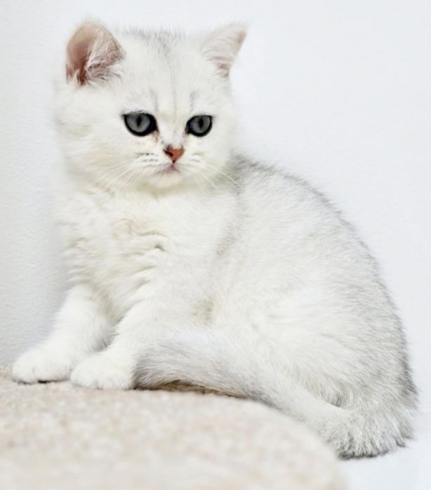 Котики и кошечки британские