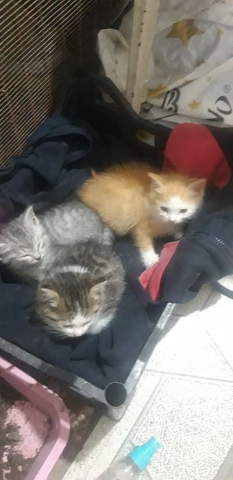 Отдам котят в добрые руки