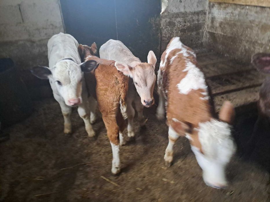 Vând 6viței , 4taurasi si 2 vitele