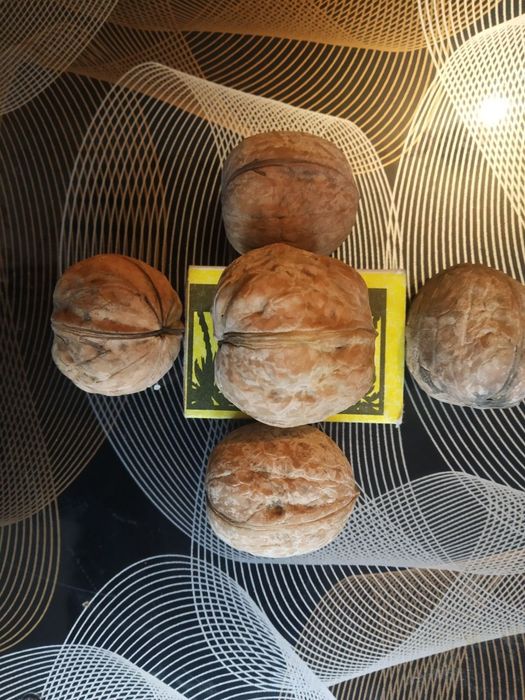 YONGʻOQ Kuchatlari sotiladi 6 xil  xosilga kirgan oq magʻiz sortlar