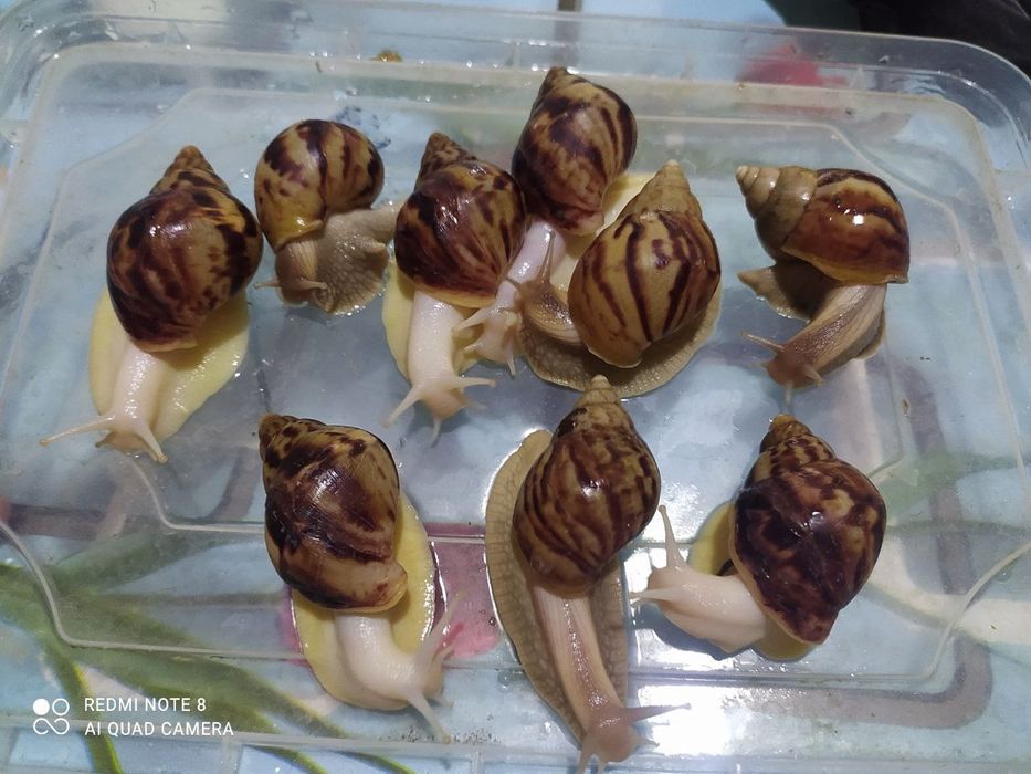 Yalangoch Albina Jonobveyev