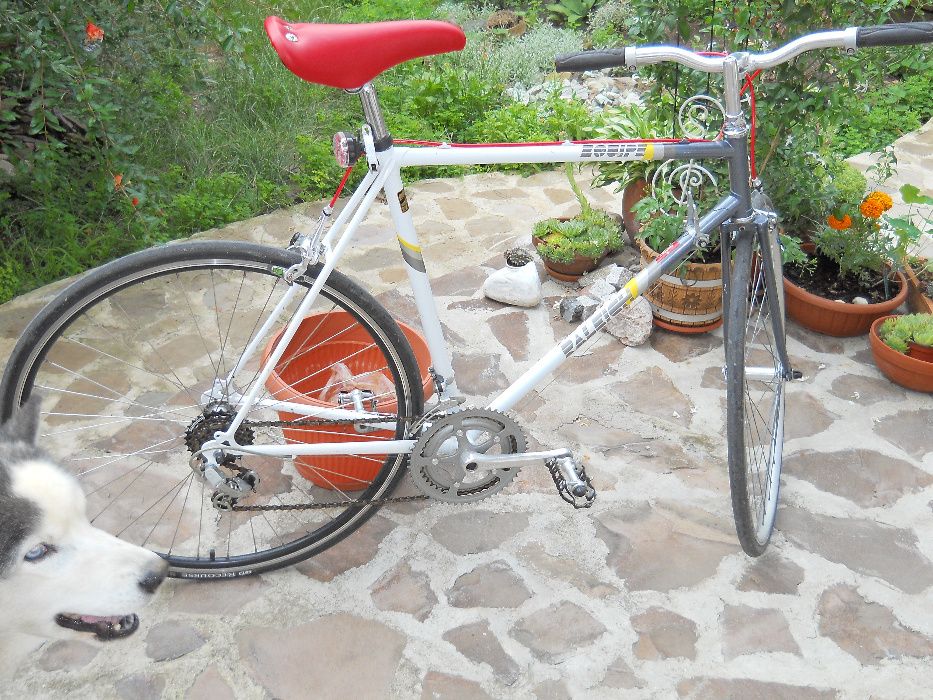 Cursiera Raleigh