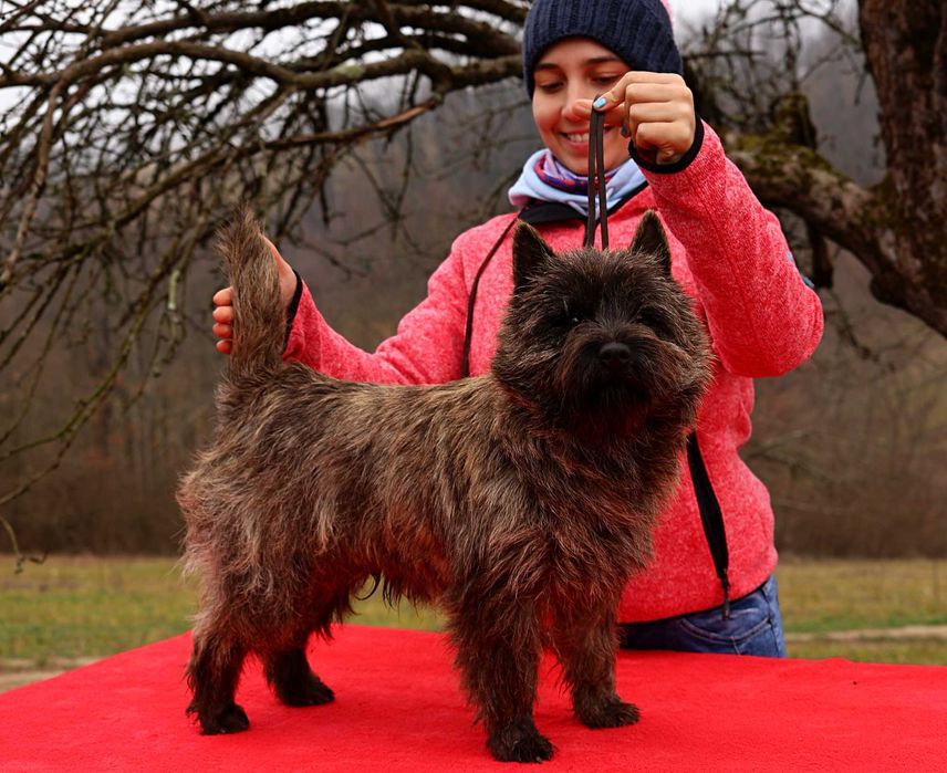 Cairn terrier baietel