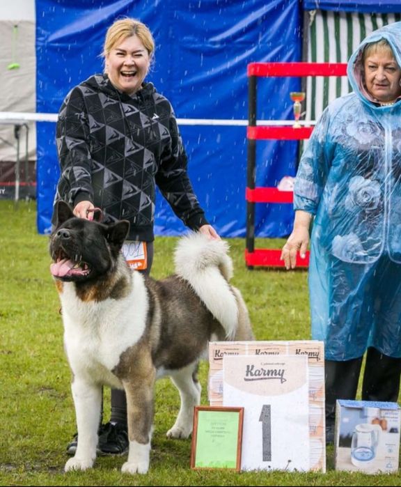 Американская акита вязка