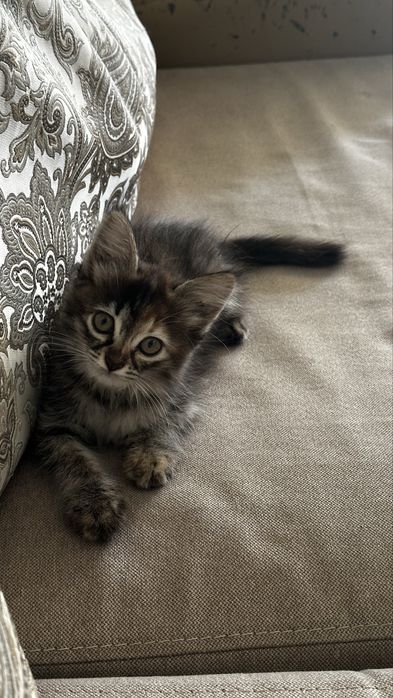 Отдаю в добрые руки котенка