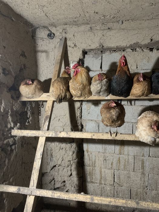 Продам домашних кур