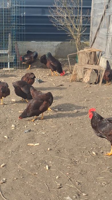 Ouă pentru incubat.