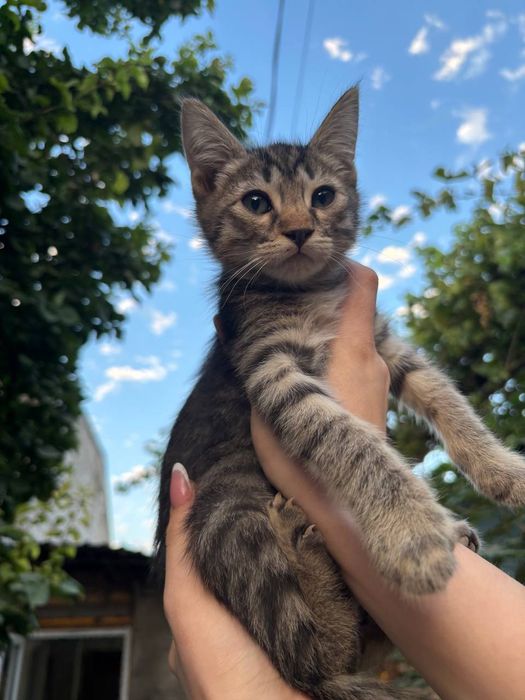 Пристраиваются самые красивые и умные котята