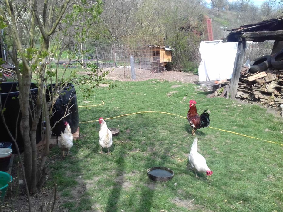 Vānd 7 gaini si un cocos