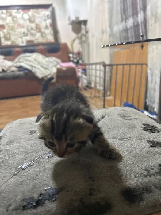 Маленькие милые веслоухие ищут дом