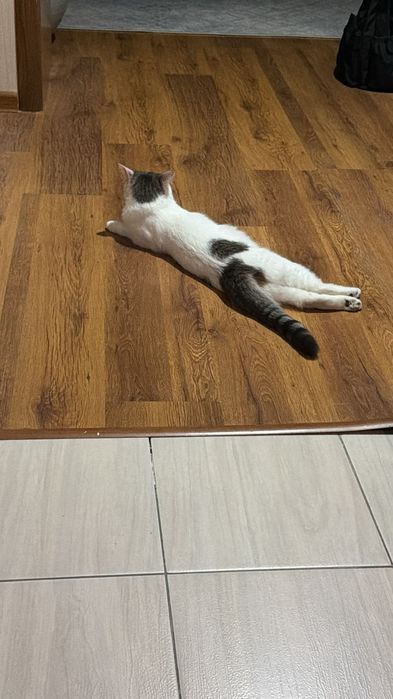 Отдам даром кота