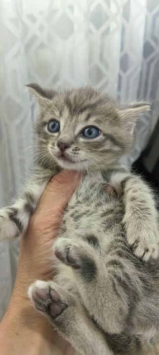 Продам котят. месяц