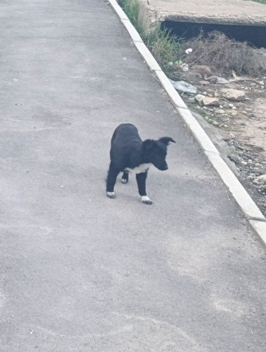 Спасите щенков, 5 красивых щенят