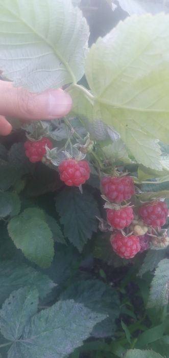 Продам саженцы малины