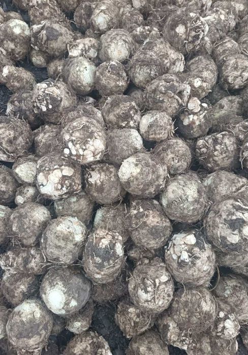 Țelina - vânzare Angro