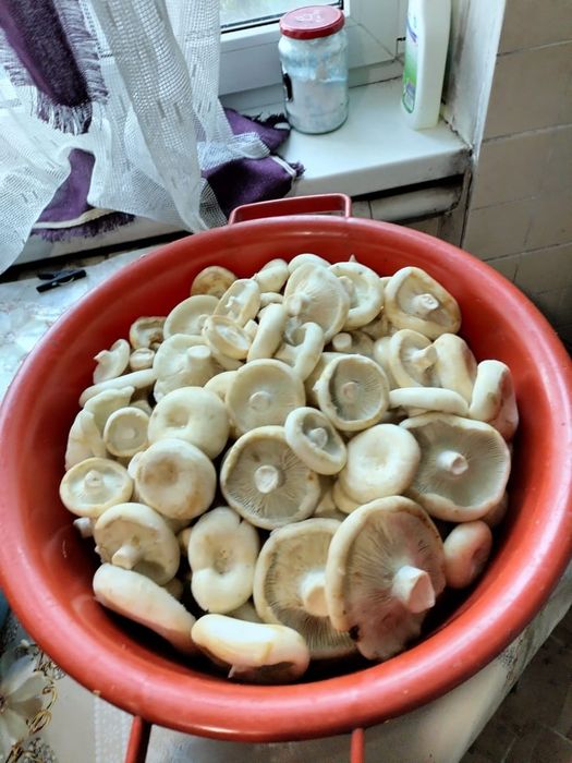 Продам грибы этого года