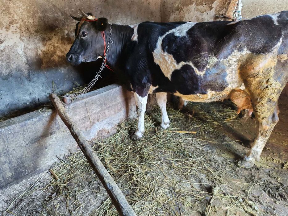 Vaci de vânzare de lapte