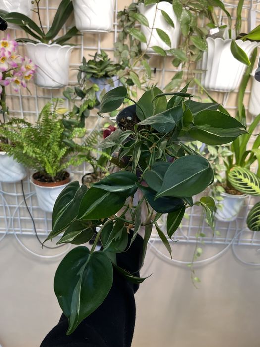 Филодендрон Рио ампельный