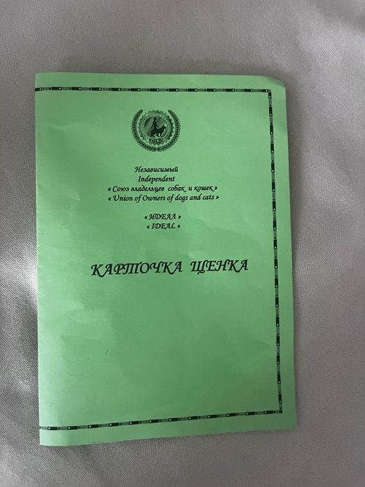 Ит собака белый померанский шпиц.