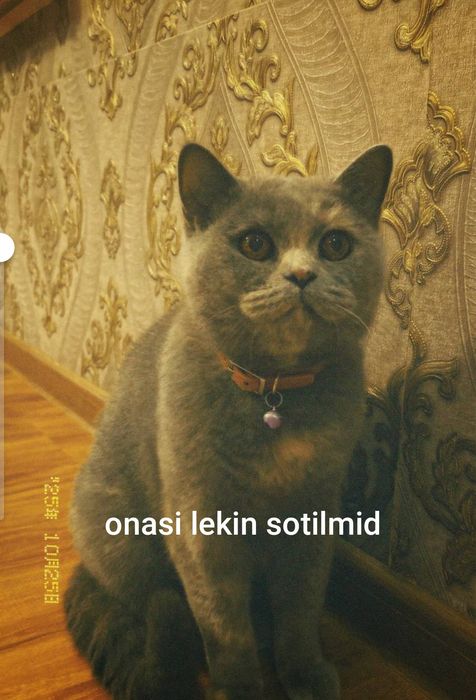 Mushuk  bolalari sotiladi