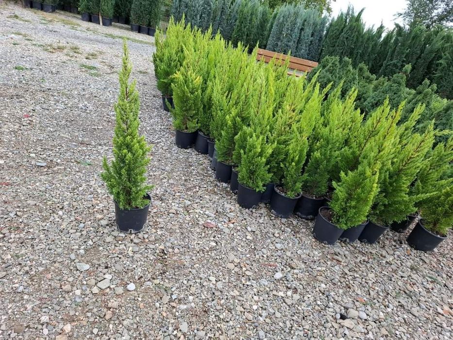 Leilandi la ghiveci înălțimi mari și mici