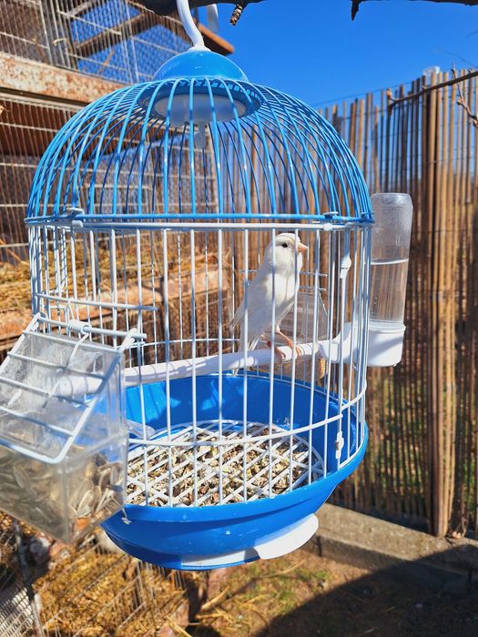 Vand Perusi. Canar .