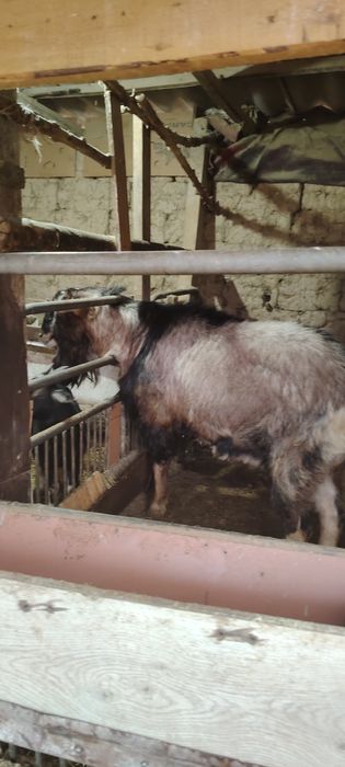 асыл тұқымды альпииски теке