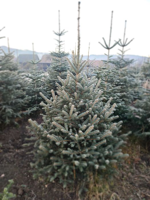 Brad argintiu cu balot de pamant