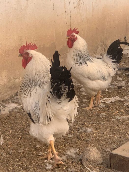 Хурозлар сотилади зоти тоза