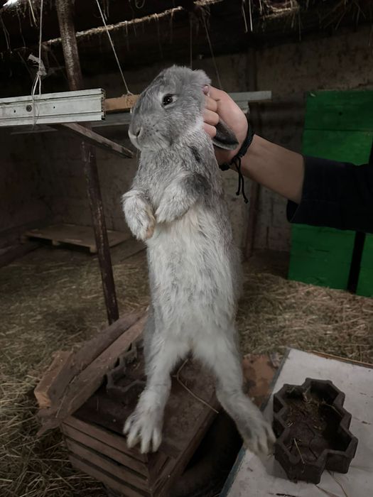 Көжектер сатылады тез арада