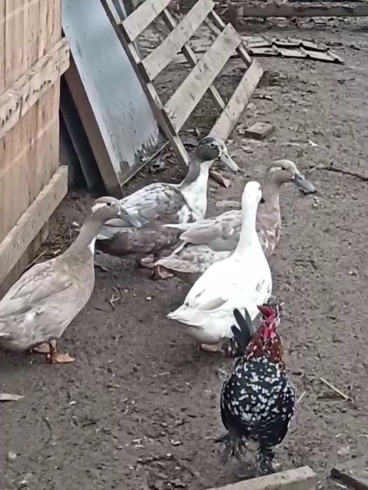 De vanzare rate Hookbill